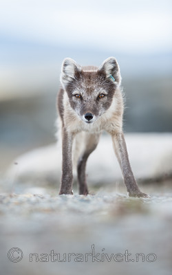 BB 13 0098 / Vulpes lagopus / Fjellrev